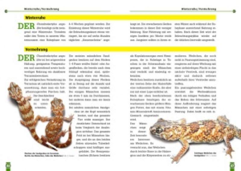 Preview: Der Sandgecko